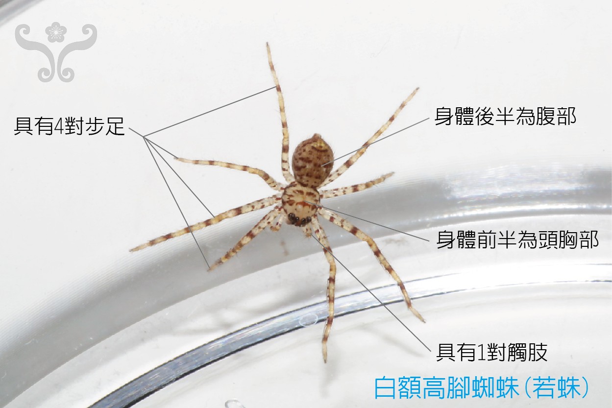 12个蜘蛛冷知识吃蟑螂还能治阳痿想养一只了怎么办