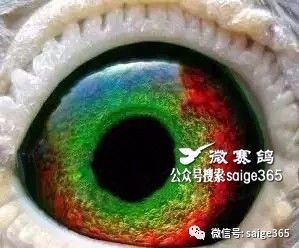 【鸽赏图】这些鸽眼见过5个以上的算你牛!