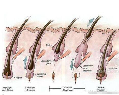 在这个时期头发的生长速度慢慢减弱,逐渐停止生长