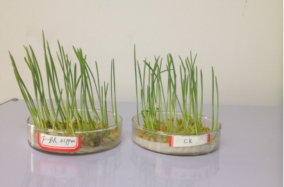 0.01%复合芸苔素可溶液剂对小麦 种子萌发和幼苗生长的影响试验报告