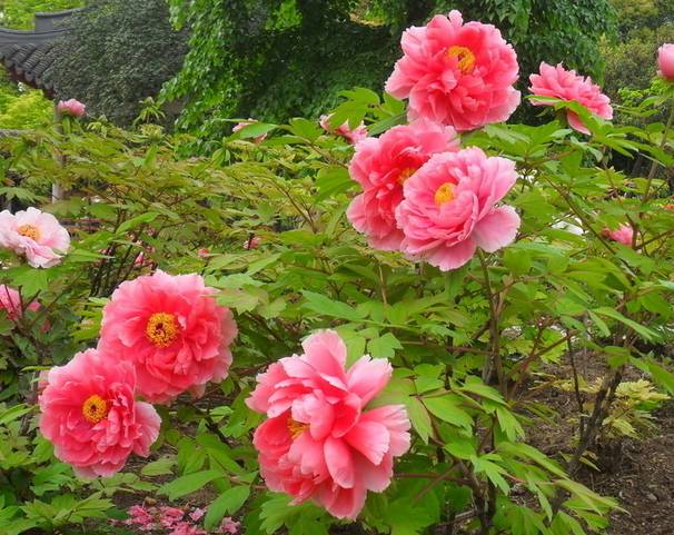 大年初八，一曲《牡丹之歌》送你88朵牡丹花，祝你花开富贵，如意吉祥！