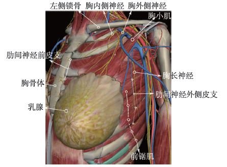 胸壁神经解剖(图片来源于3dbody交互解剖教育软件)