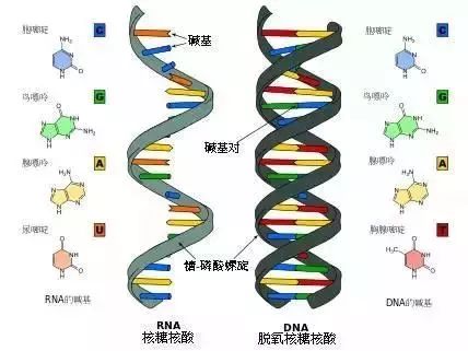 实验一,观察dna和rna在细胞中的分布