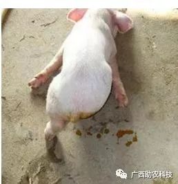 当前猪流行性腹泻和传染性胃肠炎特效治疗方案