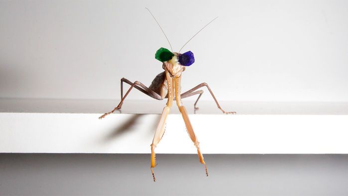 世界上最小的3d眼镜,为了研究螳螂的立体视觉