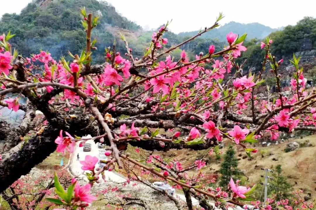 广东·连平桃花节开幕:万亩桃花迎春开 八方宾客冒雨来