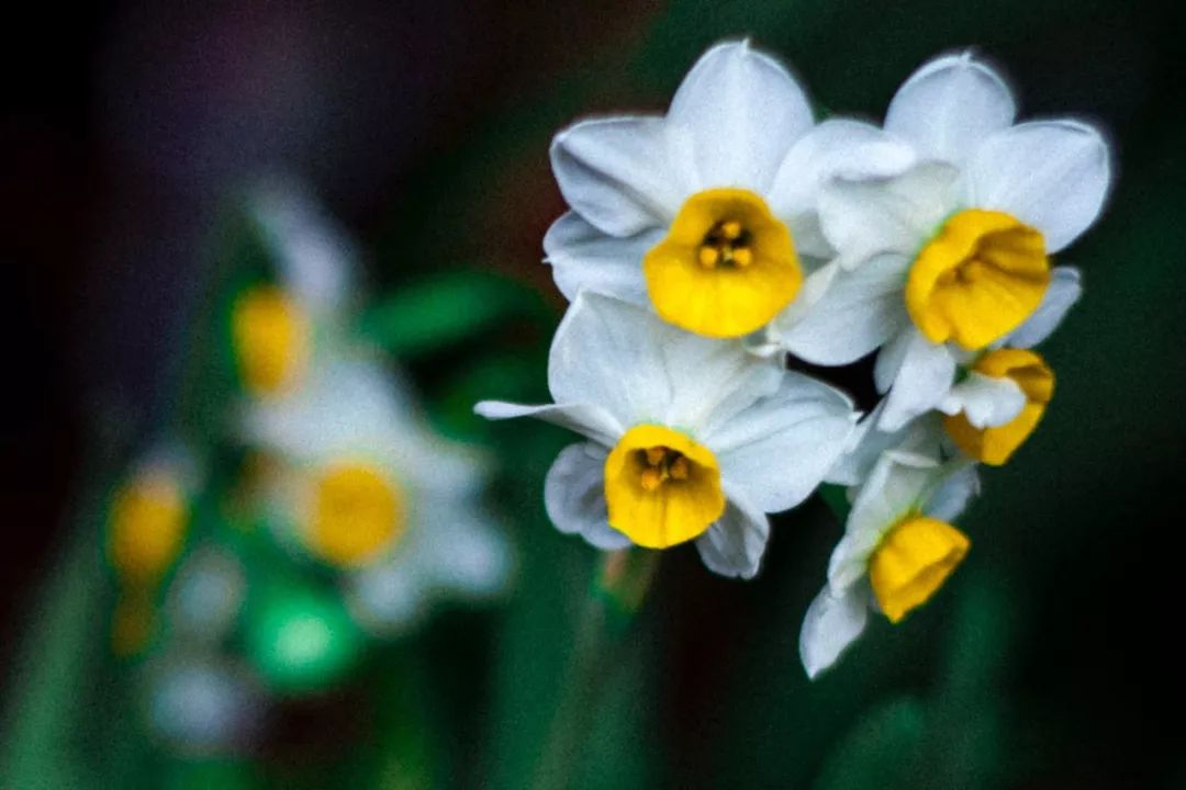 水仙花