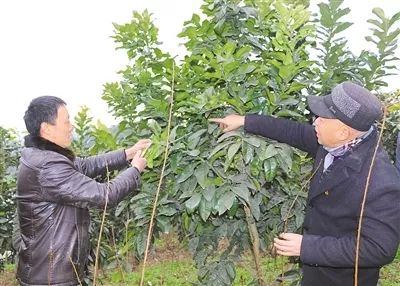 新盛乡新金村1组的"果然好"家庭农场里,舒洪章正带着村民们给果树修枝