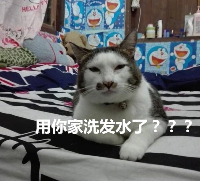 猫:笑啥笑!用你家洗发水了