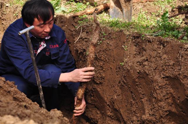 1500年种植历史,1根=100根普通山药,来自全球第一天然