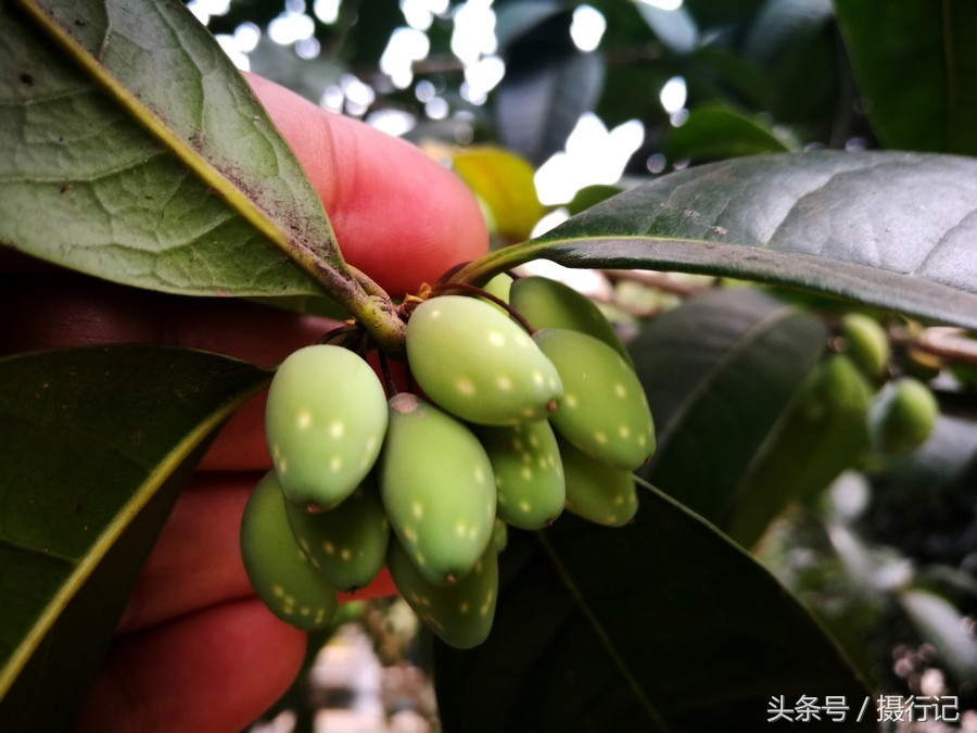 春天来了,桂花树上挂着一个个形似"小芒果"的果实,您可知道叫啥名儿?