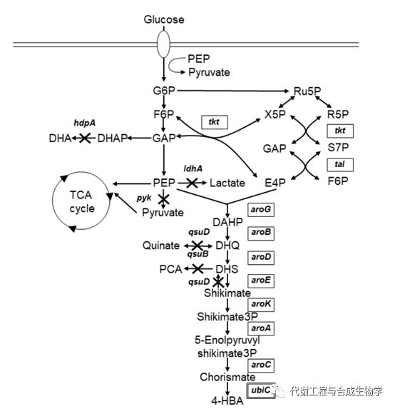 葡萄糖生产4-hba的生物合成途径的示意图 返回搜