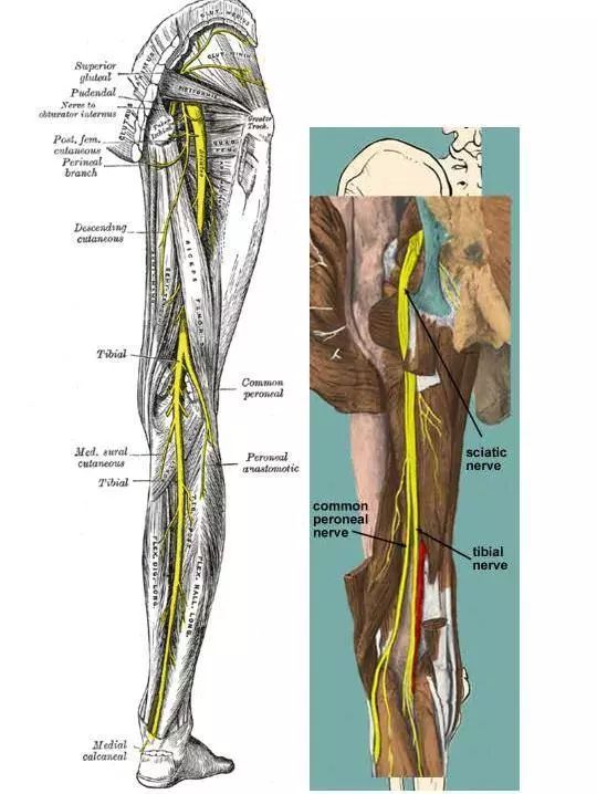 伴行蝈动,静脉经比目鱼肌腱弓深面至小腿,小腿上2/3部行走于小腿三头