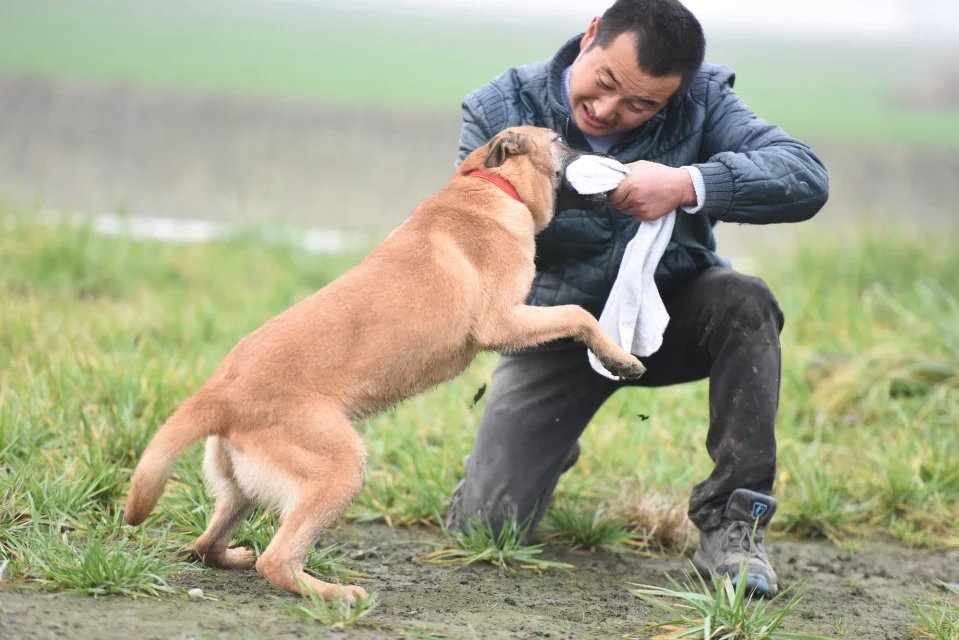 媳妇说马犬基础科目训练是为使用科目和实际使用