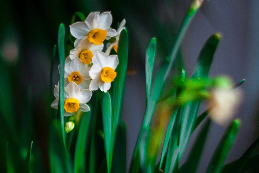 水仙花.