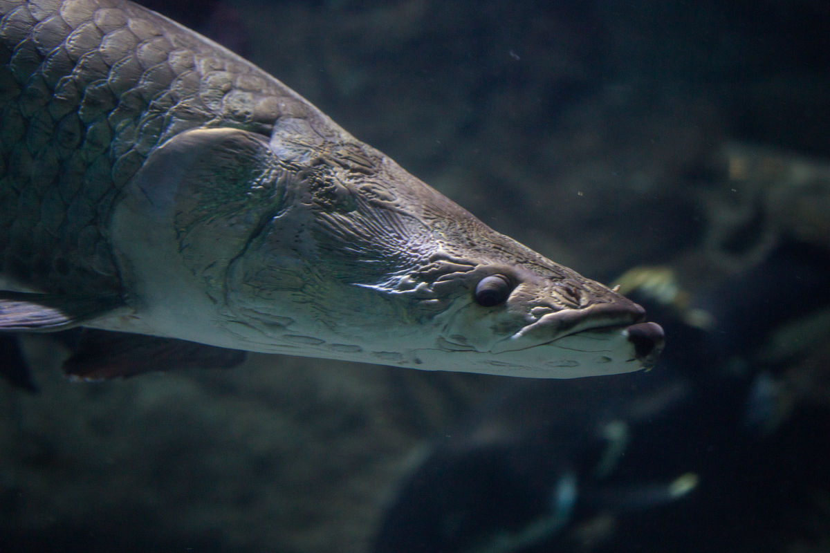 还有一种巨骨舌鱼,主要分布在亚马逊流域,一直作为当地居民的日常食物