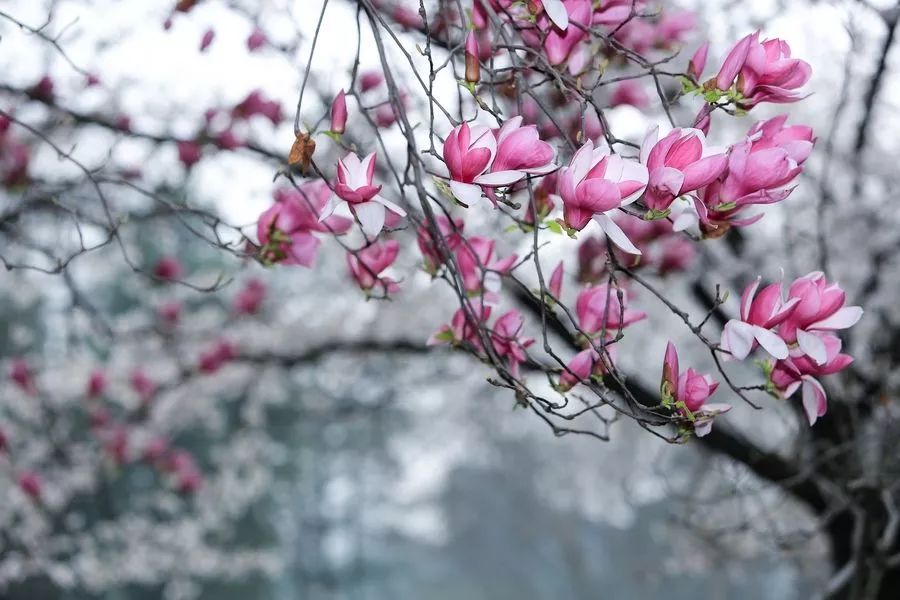 木末芙蓉花,山中发红萼.