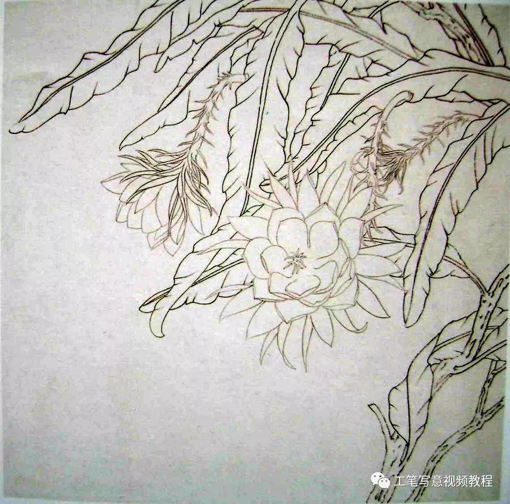 昙花工笔技法步骤 骤一:白描勾线, 淡墨勾花,重墨勾叶,中墨枯笔勾