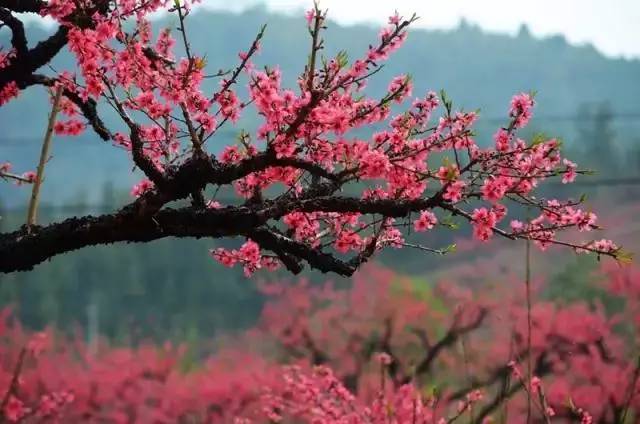 连平桃花节明天开幕!路线指南,最佳赏花地点……这份