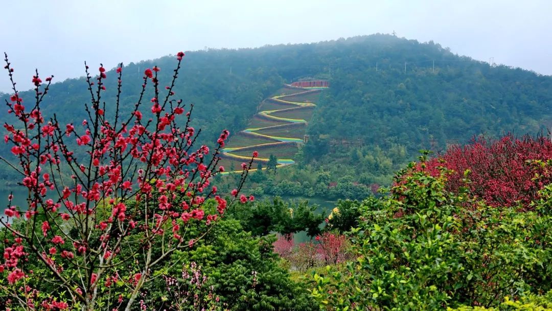 梅州麓湖山赏红杏,九曲花街,千佛塔,白宫河一天游