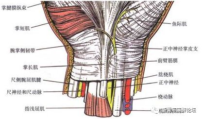 所以当你还摸不准桡动脉的时候,就请在第二腕横纹与桡侧腕屈肌腱交界