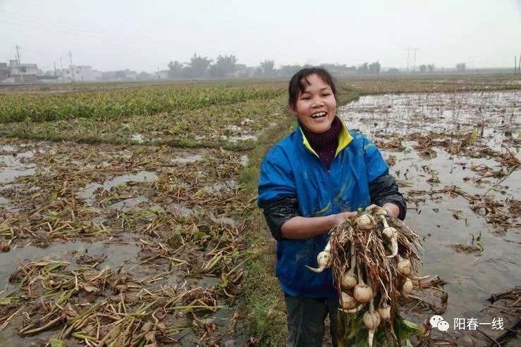 菇一根生12个果实似慈母之乳诸子"李时珍在本草纲目中有载"岁产十二子