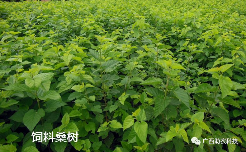 养猪用禾本科牧草饲料苎麻构树饲料桑树哪种牧草品种更好数据pk来说话