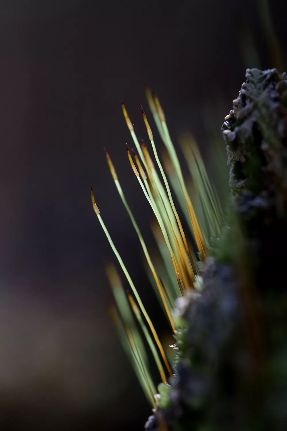 这就是苔花