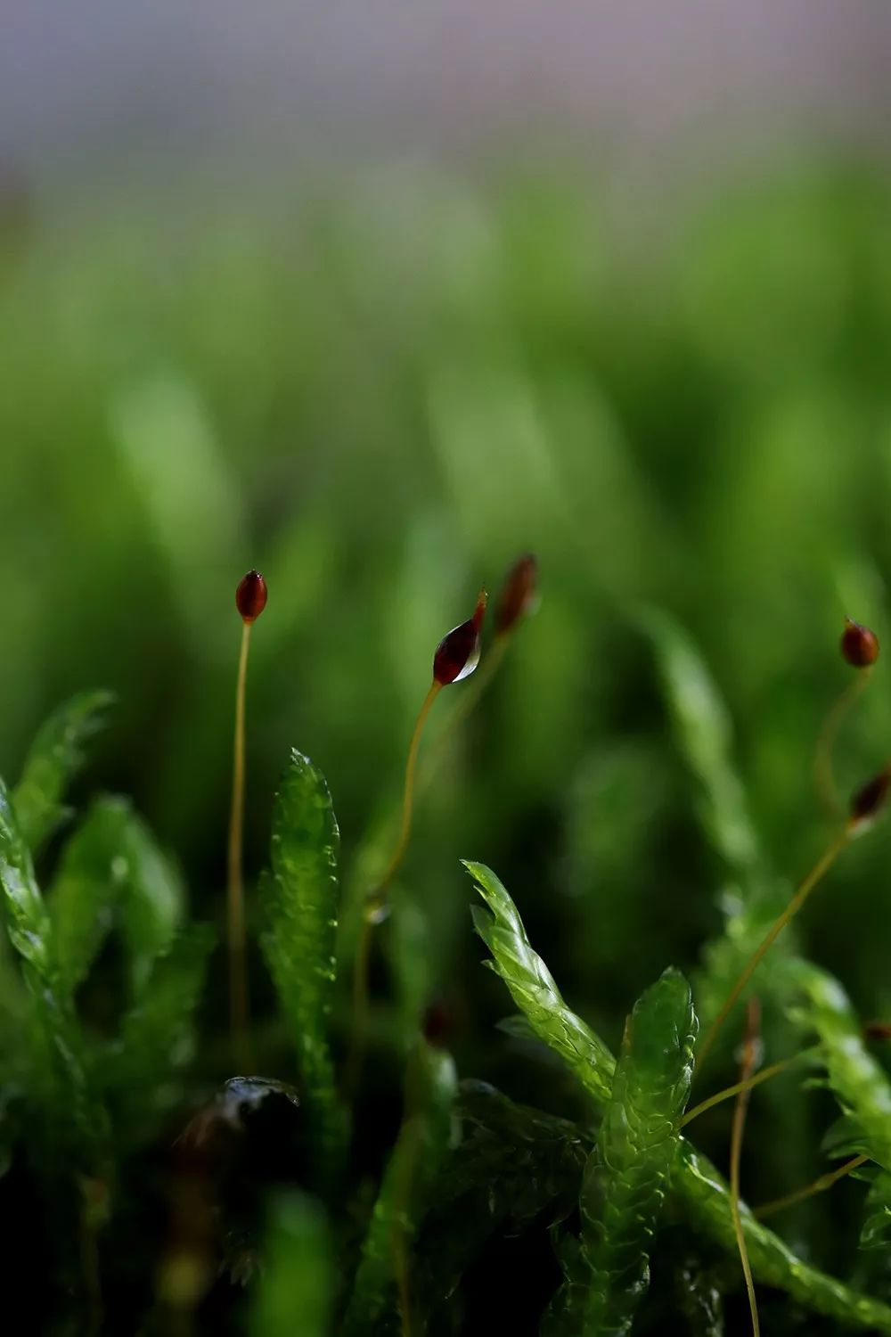 这就是苔花