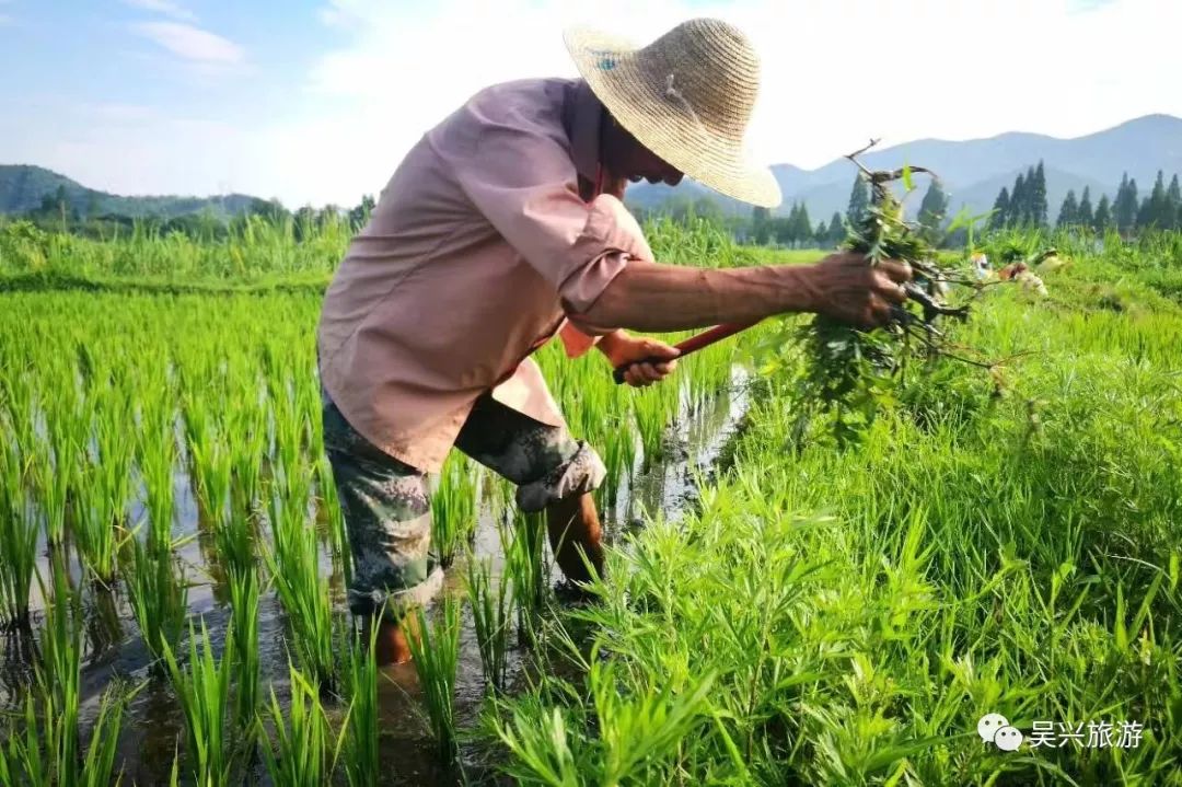 除草,耘田,耥草