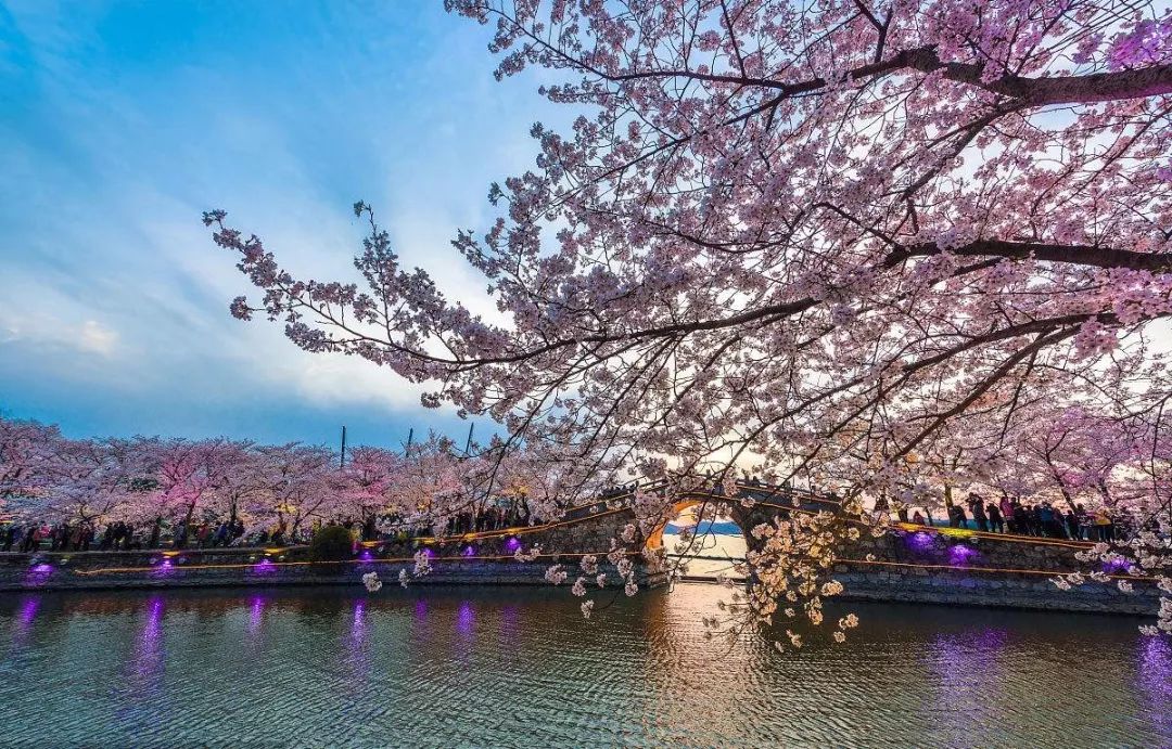 作为"世界三大赏樱胜地" 之一,无锡鼋头渚樱花谷内有3万多株,100个