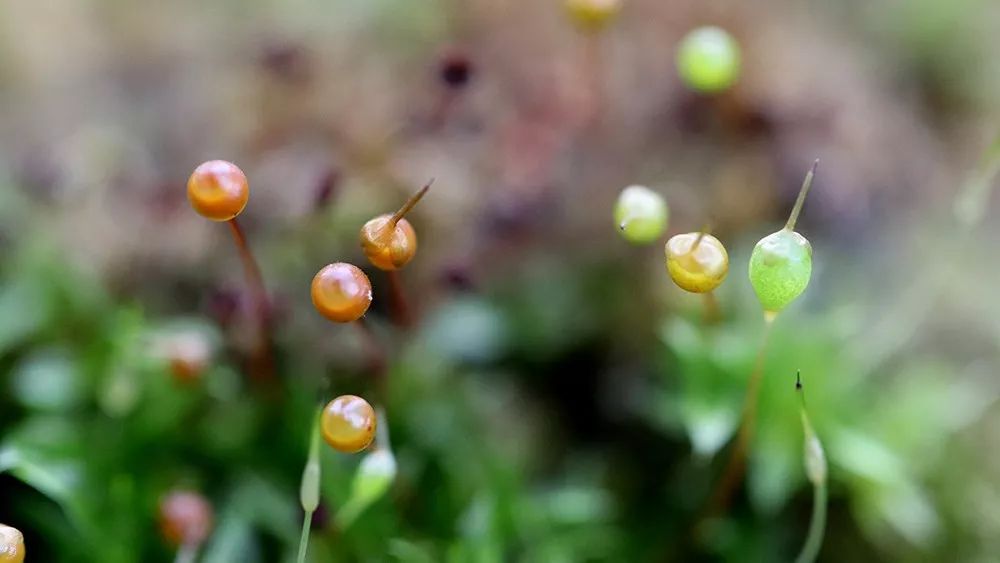 这就是苔花