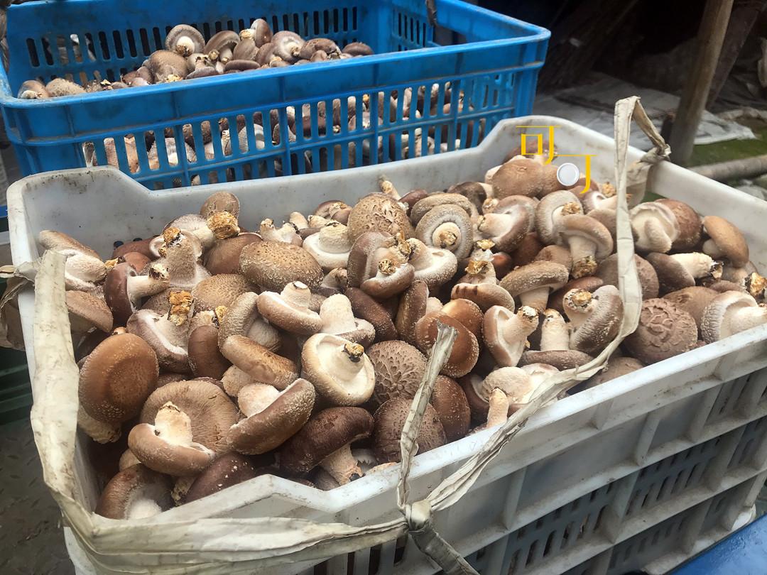 西峡香菇 ｜ Xixia Shiitake mushroom on Behance