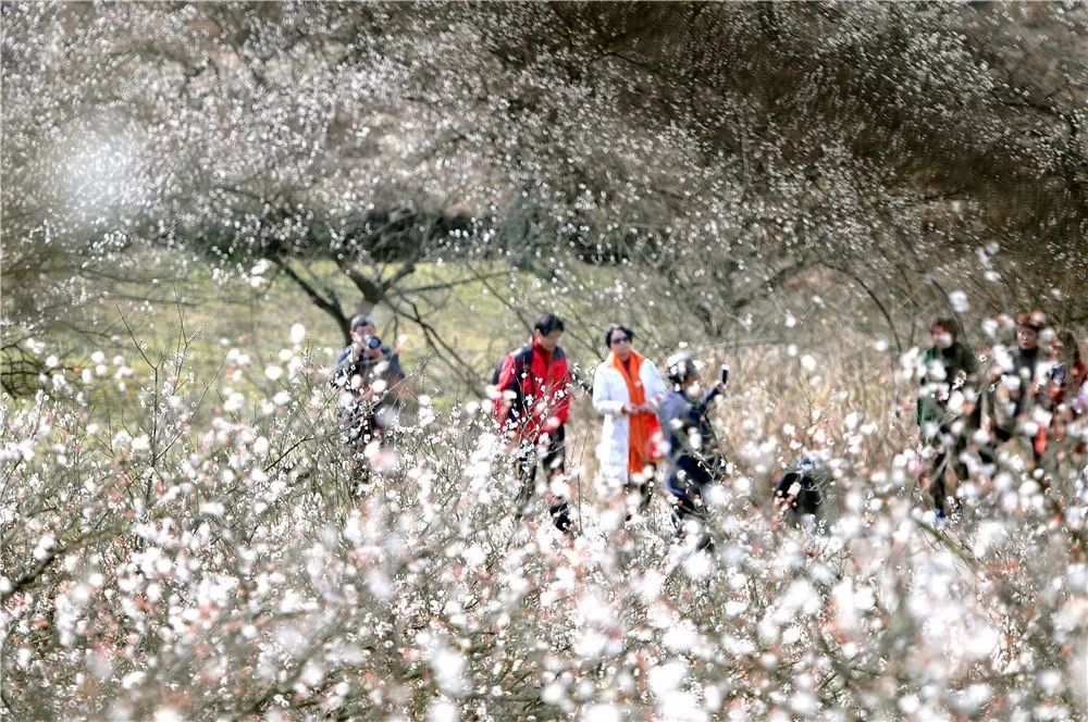 这里赏梅正当时!2月24日来王坛东村,赏十里梅廊花如海!