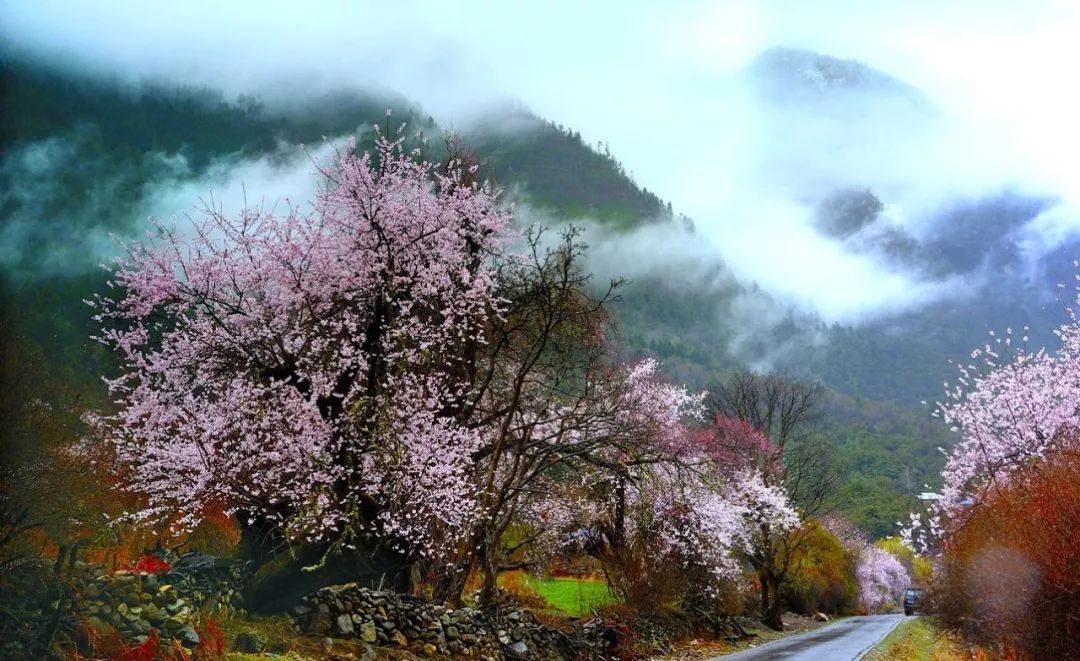 关键词:桃花村,雅鲁藏布江大峡谷,波密桃花沟