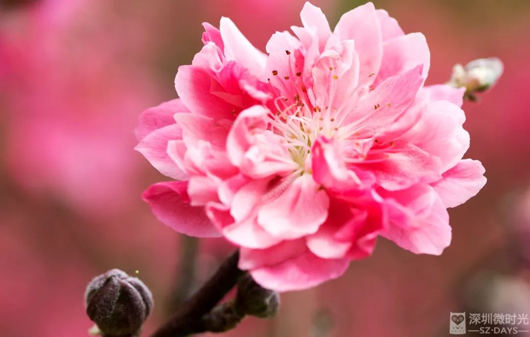 莲花山十里桃花盛放花期仅剩几天想走桃花运请抓紧