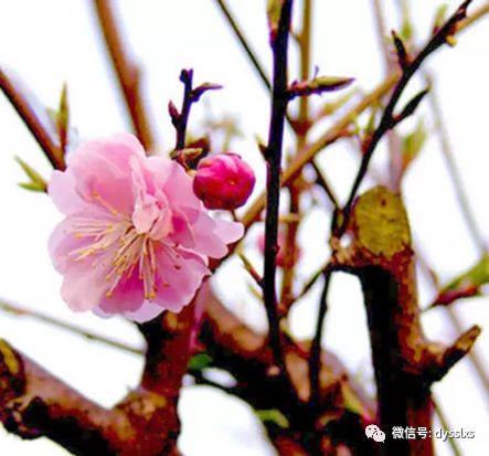 春风十里不如有你 正月十五赏梅季 山水自组 3月2日无锡梅园赏腊梅 蠡湖公园纯玩一日游158元 人 含餐