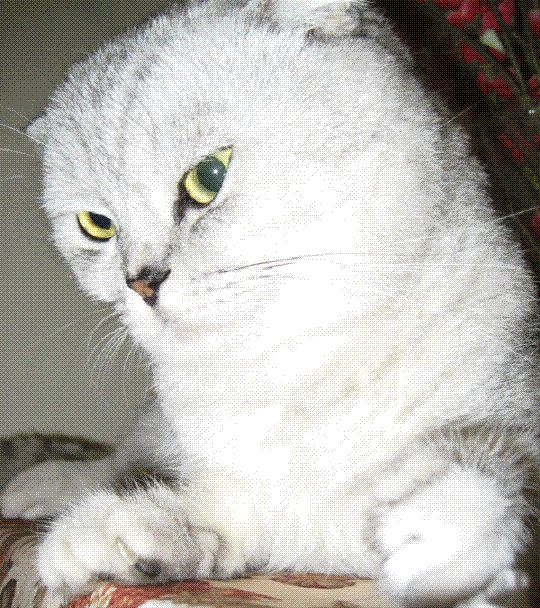 7)白虎纹猫 包包