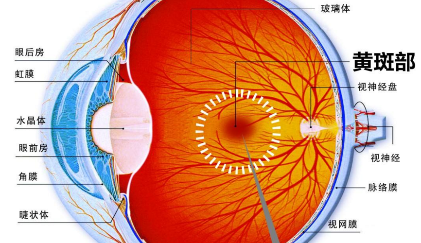 得了原发性视网膜色素变性该怎么办?——佳学基因健康