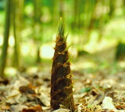 敲重点!春笋的科学采挖和储藏保鲜要点