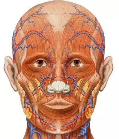 其实人的面部还有一个大三角区域,是一个"倒三角",即双眼到嘴的一个大