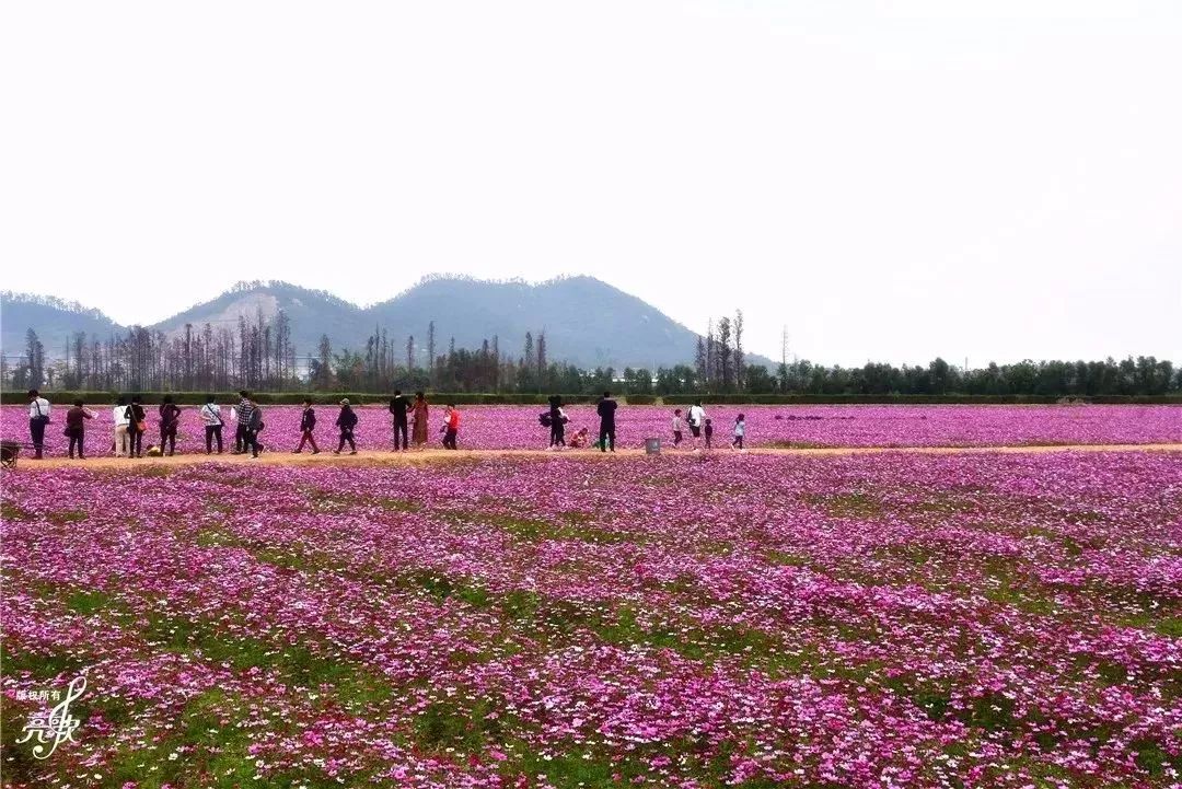 珠海这些免费赏花圣地太火了!再不去就迟了!