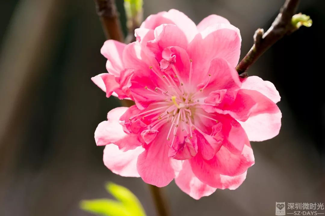 莲花山十里桃花盛放花期仅剩几天想走桃花运请抓紧