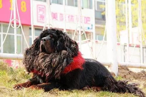 提到藏獒不只是暴力 它们也是忠犬