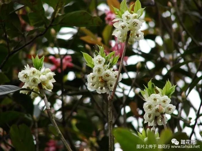 广东野生吊钟花