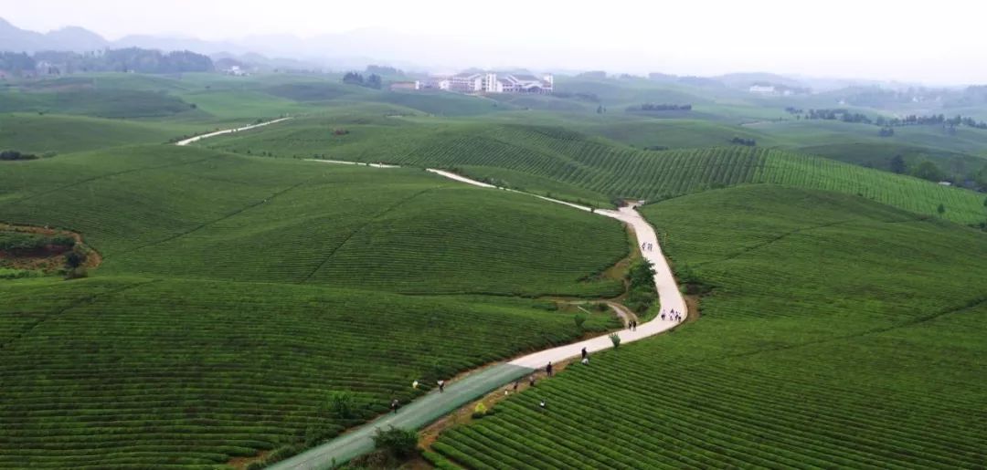 湄潭·永兴万亩茶海基地 雷云前摄