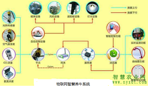 智慧农业物联网智慧养牛系统