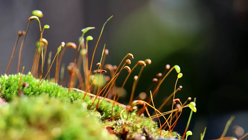 这就是苔花