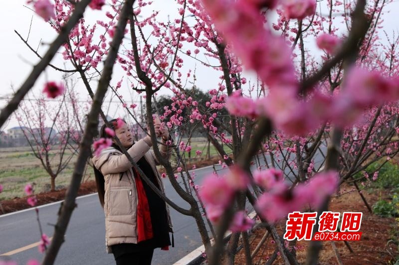 新春走基层:衡阳县梅花村400株红梅迎春绽放