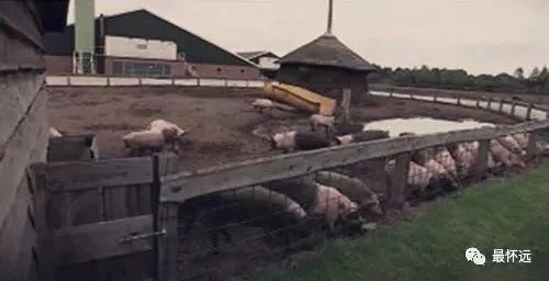 加拿大奇案养猪场挖出31具女尸